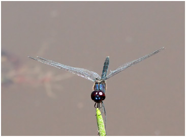 Idiataphe amazonica mâle, Amazon Pennant